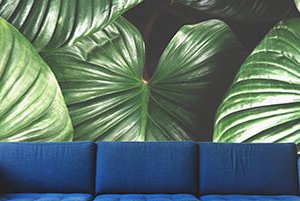 Wall Murals